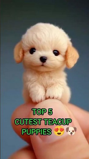 Top 5 Cutest teacup puppies 🐶 😍 #animals #cute #dog #teacup #adorablepets