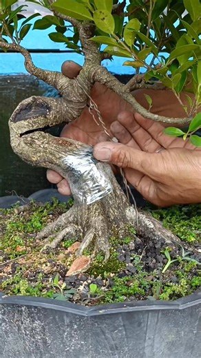 1.5K views · 390 reactions | Bend v which is currently viral #Bonsaitree #fblifestyle | Karimun Java | Facebook