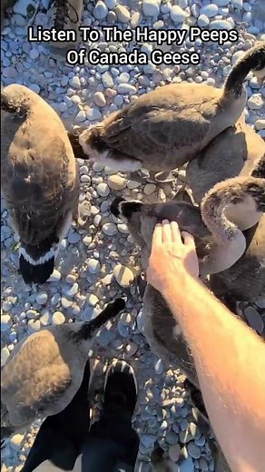 The Most Happy Canada Geese Sounds You'll Ever Hear!