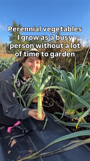 Michalina | Perennial Vegetable Seeds on Instagram: "👉 Comment GUIDE to get my free guide for getting started with growing perennial vegetables. 🥬 Perennial Kale: This kale lives for 10 years and can grow huge! It can be propagated by cuttings too. The kind I grow is really colourful and diverse, drought tolerant and delicious. Hardy to zone 6. 🧅 Potato Onions: These are so much easier to grow than regular onions! And they store incredibly well- some over a year in my experience. Each small o