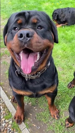 Gorgeous Rottweiler Puppies Most Loyal Breed ever 😍