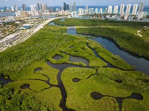 Miami Mangroves Tunnel Clear Kayak Tour | Get Up and Go Kayaking