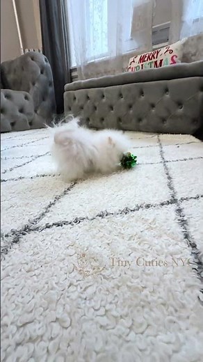 ✨☁️ Fluffy the tiniest micro teacup Pomeranian ☁️✨