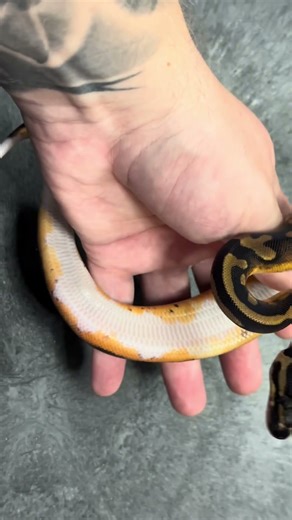 99% pattern pied! Growing up nicely! #reptiles #snake #ballpython
