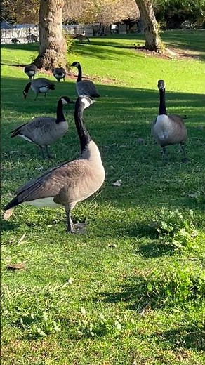 Canada Geese Honking at the Ellis Lake Park