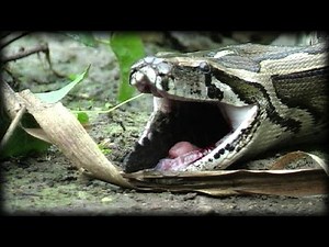 Python Attack Compilation 03 Music