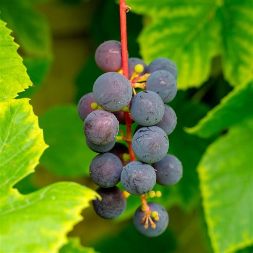 Porcelain Berry and Moonseed vs Wild Grape: Plant ID