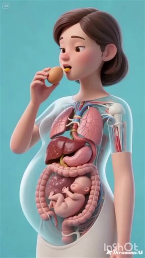 Exploring Human Anatomy Through 3D Animation