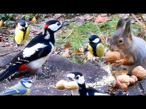 Best for Cats: 10 hours of Bird and Squirrel Watching