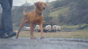 The #YorkshireDales are incredibly popular with local and visiting dog walkers. However, dogs being walked off the lead poses a real risk to livestock and ground-nesting birds, especially at this time of year. This short dog-friendly film includes some tips for enjoying the National Park with dogs. Watch the whole film here 👇 https://youtu.be/0CXVo88V_sk | Yorkshire Dales National Park