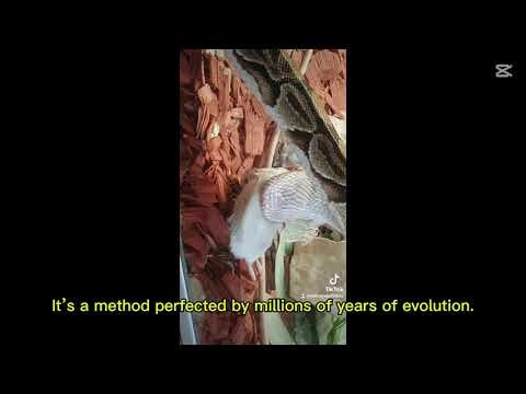 "You Won’t Believe How This Ball Python HuntsWildlifeDocumentary #ReptileWorld #NatureVideo