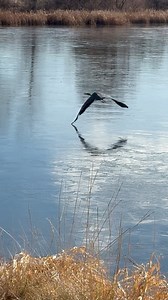 1.5K views · 54 reactions | In ancient Egypt, the God Thoth, known for his wisdom, writing and magic, is represented by the Ibis—what we perceive of as the Great Blue Heron. Yesterday this being paid us a visit. We share Blessings of Light & Love through Sound with you for this New Year! | Jonathan Goldman | Facebook