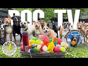 Videos for Dogs to Watch 🐶 Dog TV: Daycare Entertainment for Your Dog to Reduce Stress & Anxiety
