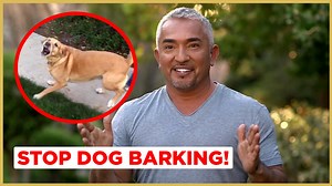 In this Cesar911 Episode, I help a family whose dog barks at everything! The mom's son, Mason, is scared to even enter the house because the dog makes him feel uncomfortable. He is afraid that the dog, Buddy, will lash out. #betterhumansbetterplanet Full Video: https://youtu.be/1ln5lpH5Nf0 | Cesar Millan