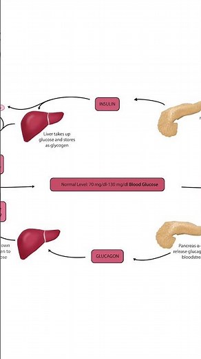 Endocrine and Digestive System Functions