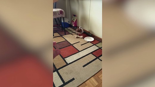 These chihuahuas don't mess around. | America's Funniest Home Videos