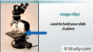 Compound Microscope | Definition, Parts & Functions