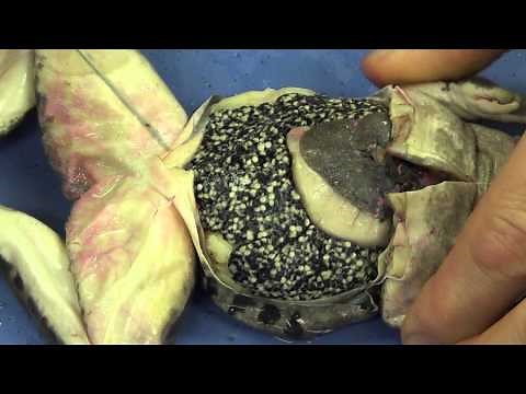 Frog Dissection