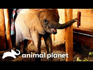 Most Heartfelt Animal Sanctuary Releases | Dodo Heroes | Animal Planet