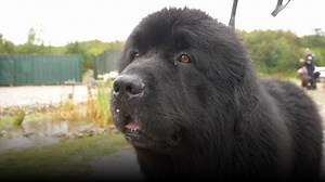 Meet the protective pooches learning to save lives! The Newfoundland breed has a natural love for water, and the Canis Major training group teaches the dogs all types of water rescue skills across North Wales and Cheshire. See more on Coast & Country, Monday at 8pm on ITV Wales. | ITV Coast & Country