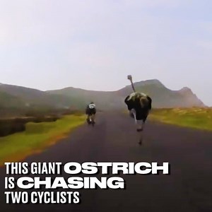 This incredible GoPro footage captures the moment an ostrich chases two cyclists down a hill in South Africa 😲 | LADbible