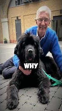 Why Newfoundlands Are the Ultimate Family Dog