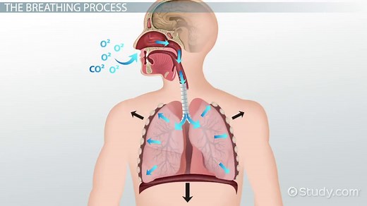Background Processes in Linux: Definition & Manipulation