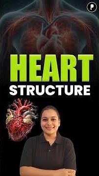 Human Heart Structure & Location: 4 Chambers Explained | Biology