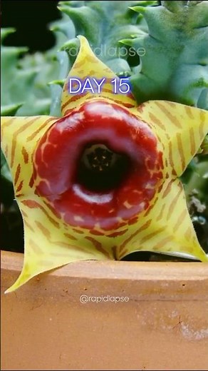 Strange Alien Flower (Huernia zebrina) #timelapse