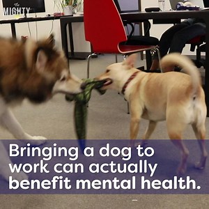 149K views · 1.8K reactions | Today may be Take Your Dog to Work Day, but there are benefits of bringing your furry friend into the office every day. | Mental Health on The Mighty | Facebook