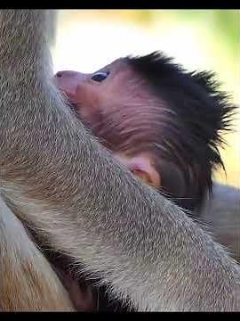 Lovely Newborn Baby With Mommy #babymonkeys #wildlifeentertainment #animals