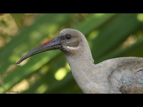 10 reasons to love the Hadeda Ibis