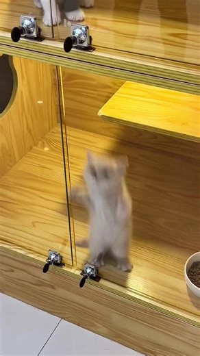 Happy Cat Videos Compilation