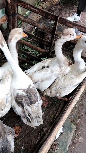 Real Goose Sounds | Loud Honking and Calls Goose Honking Sound Effect (High Quality)