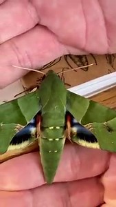 439K views · 17K reactions | Chirp chirp. Sound on for this one!...