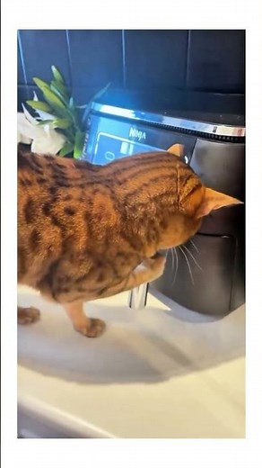 Cats Doing the FUNNIEST Things Ever!