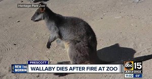 Wallaby killed, other hurt in Prescott zoo fire