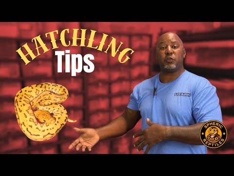 How to Care for Baby Ball Pythons | Feeding, Shedding & Setup Tips