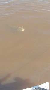 1M views · 10K reactions | Our willingness to wait for something reveals the value we place on the moment we want to happen. Don’t forget to pause. #FishItWell #Pike Video: Fly Fishing International #SimmsFishing #NorthernPike #FFIMagazine #FlyFishing #Fishing #Esox #StreamerJunkie #SightFishing #Canada #Ontario #WeekendVibes #Friday #EsoxFishing | Simms Fishing Products | Facebook