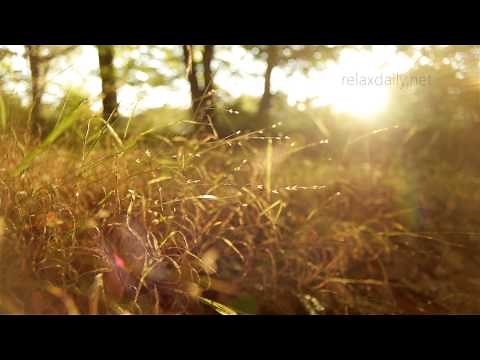 Beautiful Slow Instrumental - music for studying, background, healing, relax - relaxdaily N°062