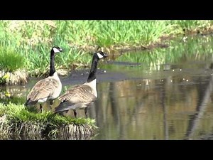 Honking Canada Geese