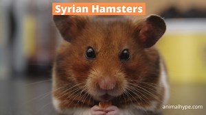 Syrian Hamster — The Ultimate Pet Guide (Daily Care, Food, Breeding) - Animal Hype