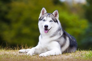 Follow these 6 husky training tips to get your pup to behave