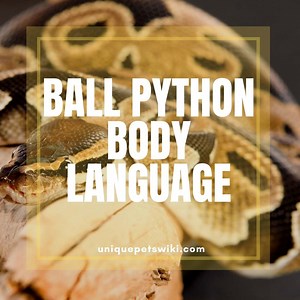 Ball Python Body Language: A Detailed Guide With Pictures