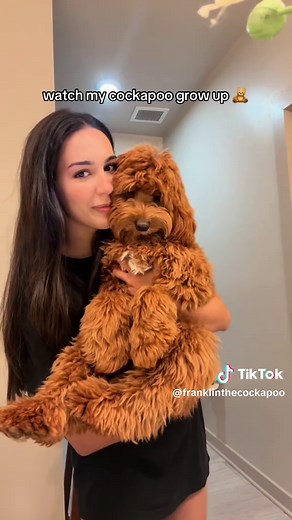Watch My Cockapoo Grow Up: From 5 lbs to 8 Months
