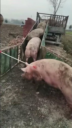 I Safely Loaded a Pig onto a Truck in JUST 10 Minutes | For Education Only