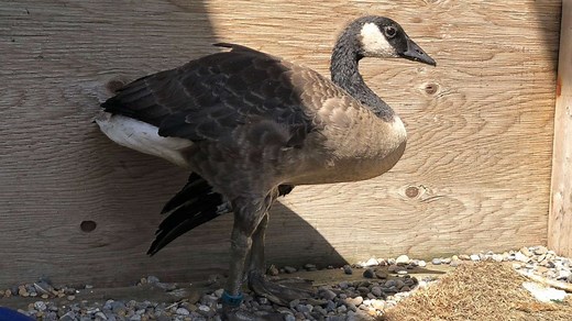 14 Canada geese found decapitated, mutilated