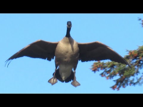 Canada Geese HONKING LANDING Angry at Each Other
