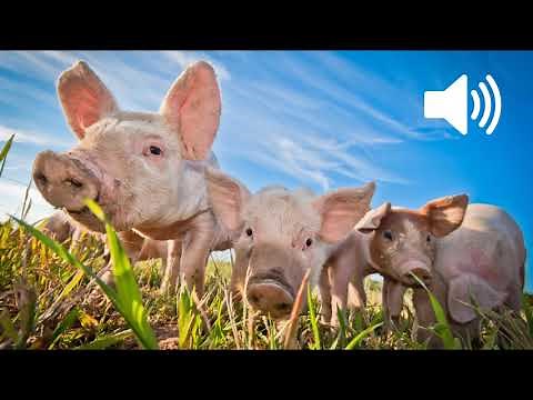 Pig Noises Sound Effect a grunt of a pig