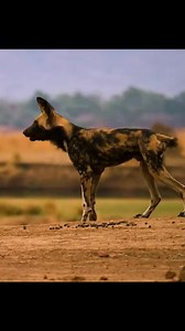 1.4M views · 5.3K reactions | Animal Planet TV on Reels | Facebook